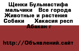 Щенки Бульмастифа мальчики - Все города Животные и растения » Собаки   . Хакасия респ.,Абакан г.